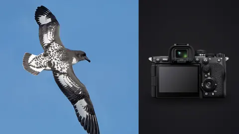 Sony a7R V product photo beside spotted seabird in flight against blue sky