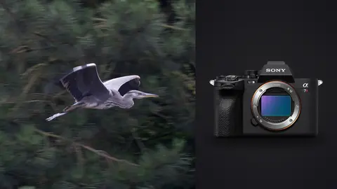 Sony a7R V product photo beside heron in flight with a panned motion-blur forest backdrop