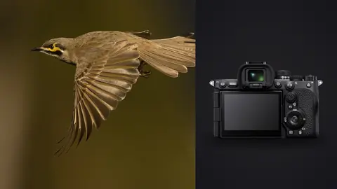 Sony a7R V product photo beside small brown bird in flight with wings and tail fanned