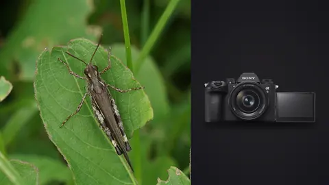 Sony a9 III product photo beside grasshopper camouflaged on a green leaf