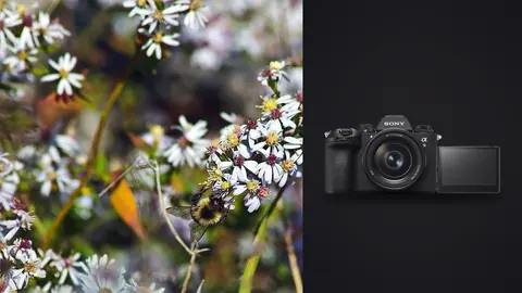 Sony a9 III product photo beside bumblebee foraging among small white aster flowers
