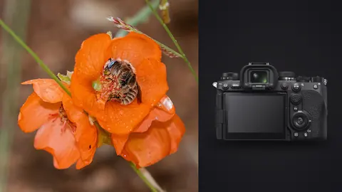 Sony a9 III product photo beside bee foraging inside an orange flower