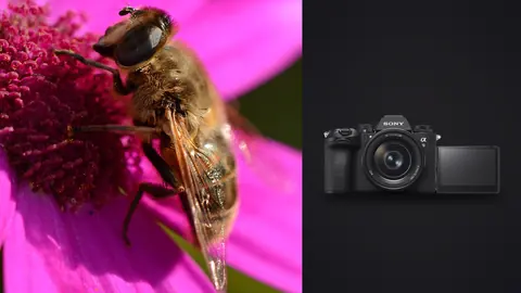 Sony a9 III product photo beside hoverfly resting on a magenta flower center