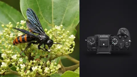 Sony a9 III product photo beside black and orange wasp feeding on white flower clusters