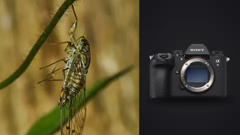 Sony a9 III product photo beside cicada clinging to a plant stem