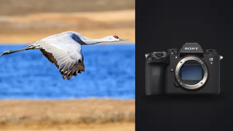 Sony a9 III product photo beside crane in flight over blue water