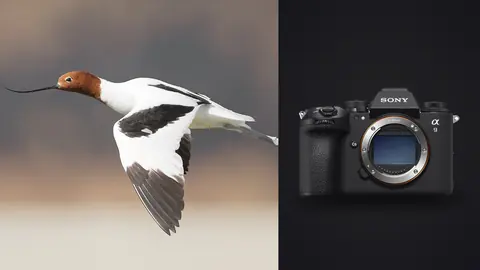 Sony a9 III product photo beside black and white wading bird in flight