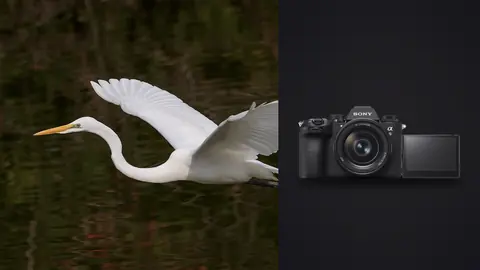 Sony a9 III product photo beside white egret in flight over dark water