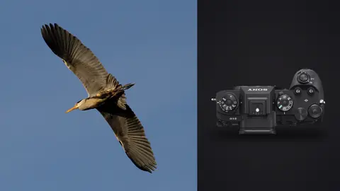Sony a9 III product photo beside heron viewed from below flying across a blue sky