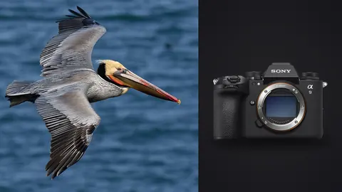 Sony a9 III product photo beside pelican in flight over water