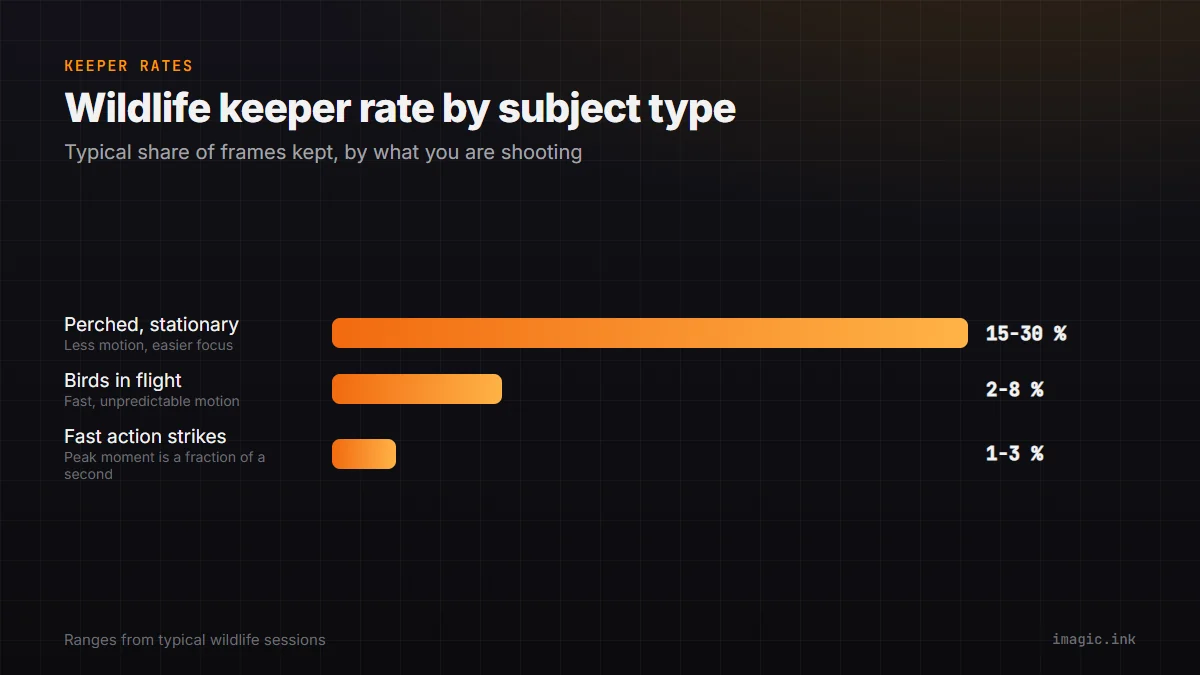 Bar chart of typical wildlife keeper rates: perched subjects 15 to 30 percent, birds in flight 2 to 8 percent, fast action strikes 1 to 3 percent.