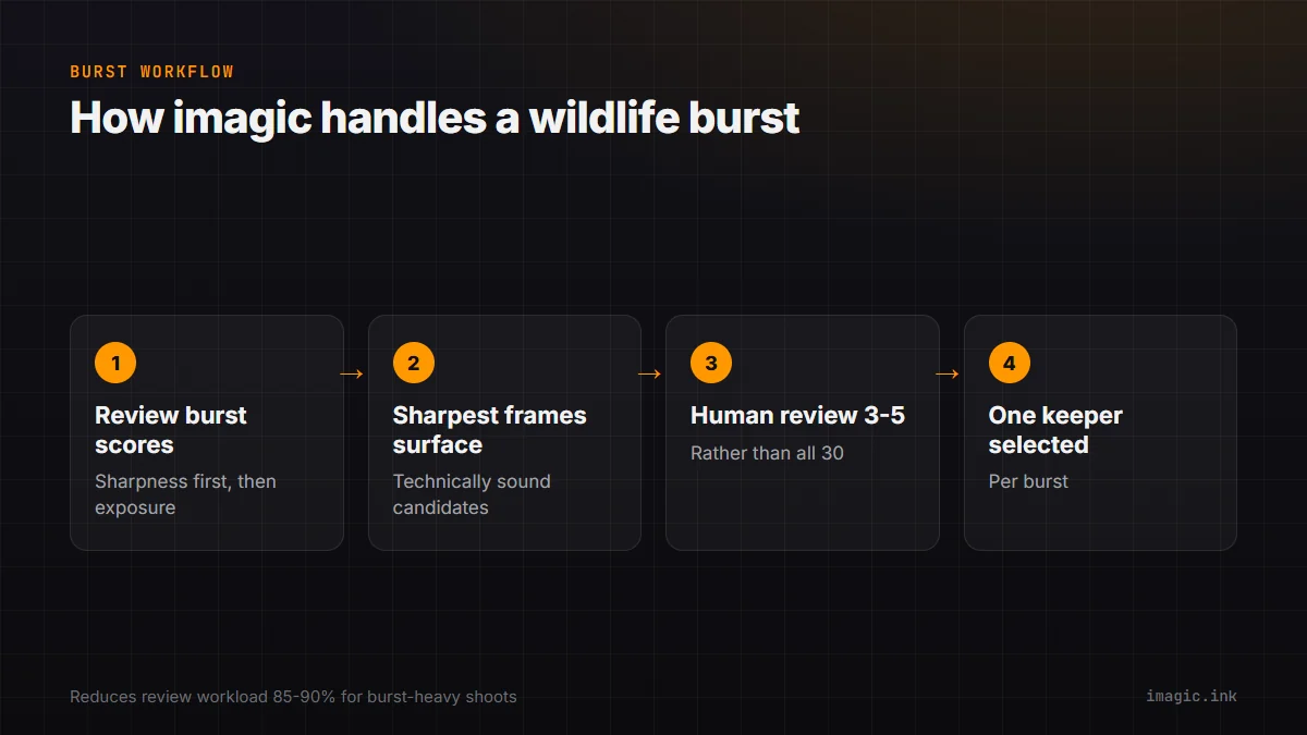 Four-step flow for handling a wildlife burst in imagic: review burst scores, sharpest frames surface, human review of 3 to 5 candidates, one keeper selected.